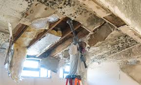 Trusted Leadington, MO Mold Remediation Experts